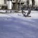 Rimg0011_1
