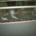 Rimg0091_1