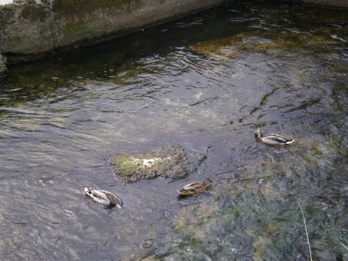 Imgp0614